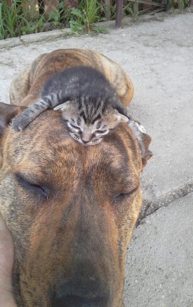 catsndogs10_e