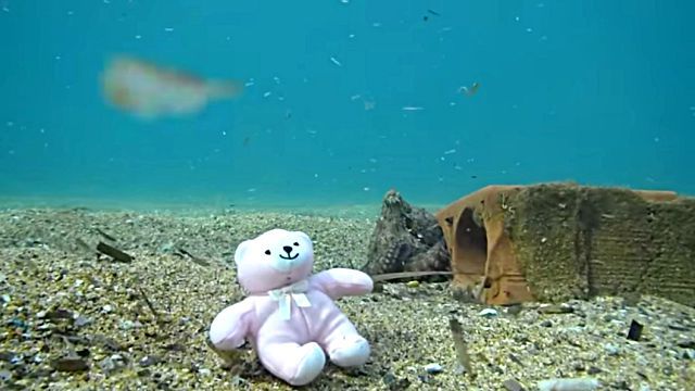 teddynoctopus3