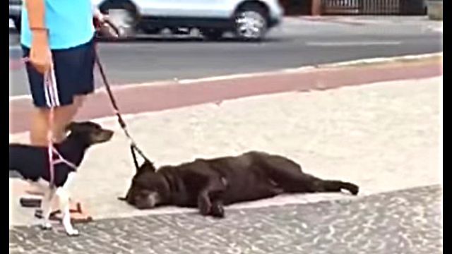 lazydog4