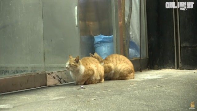 bodyguardcats6_e