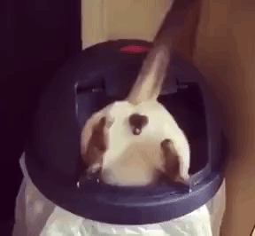 stuckcat