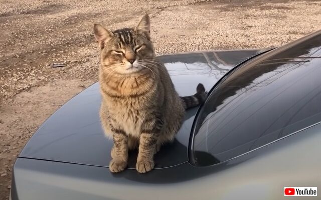 カーショップに住み着いた野良猫「ここが職場ニャ！」とお店のマスコットとして、はたまた従業員としての地位を確立する