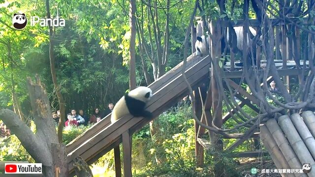pandaslide4_640