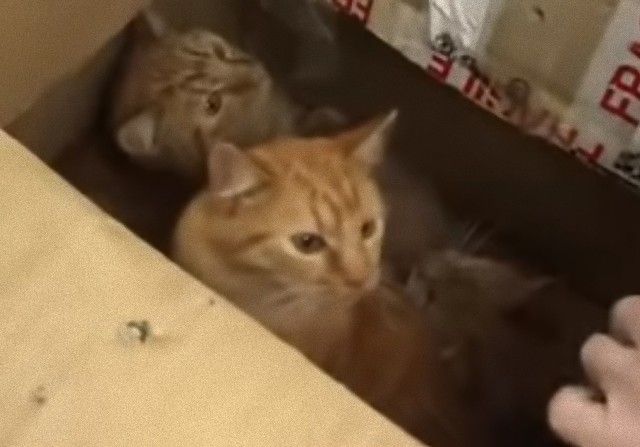 11cats4_e