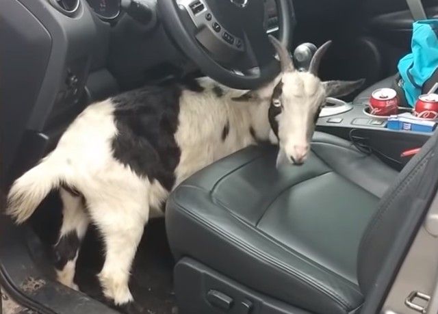 goatsnsheep18_e