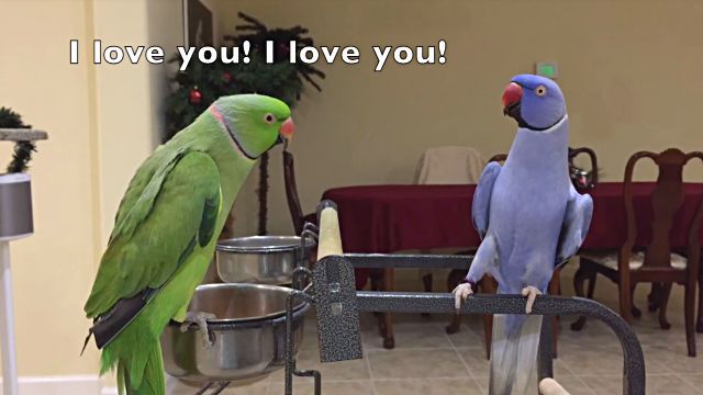 ringnecks5
