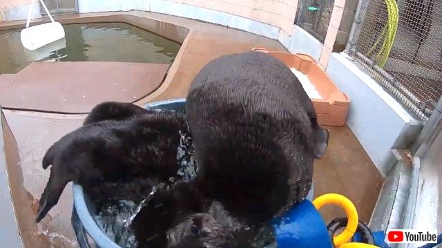 seaotterssplendor3_640