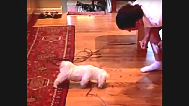 floordog3
