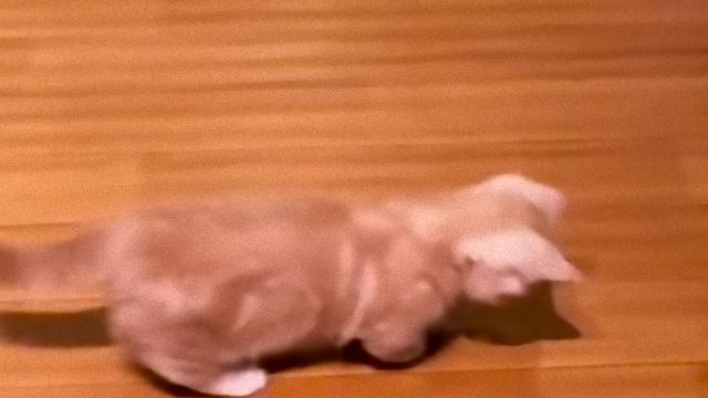 kitten-3_e
