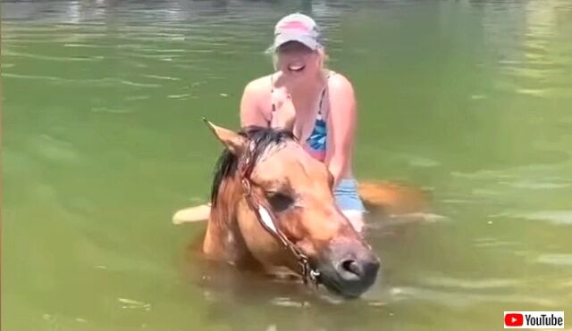 horse3_640