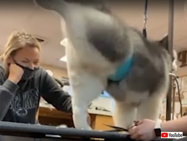 bestpets9_640