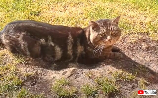 straycat3_640