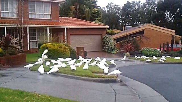 whitecockatoos2