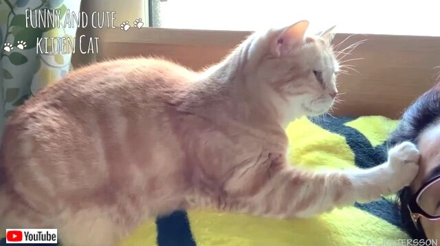 catwakeup3_640