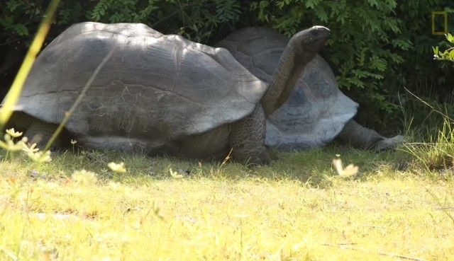 matingtortoises4_e