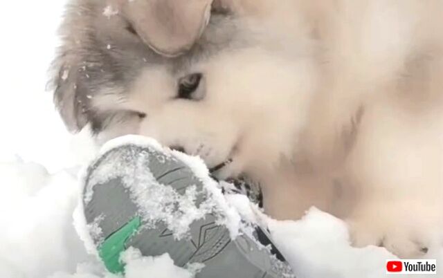 chonky5_640