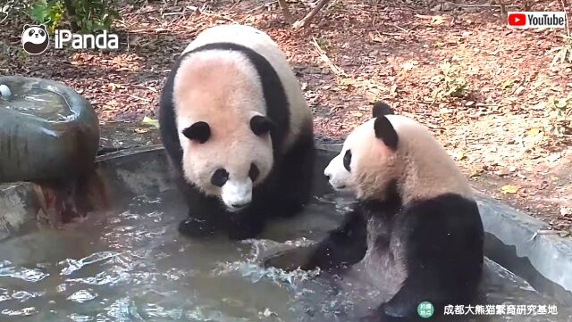 pandabath2_640