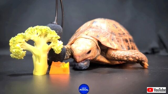 asmrtortoise4_640