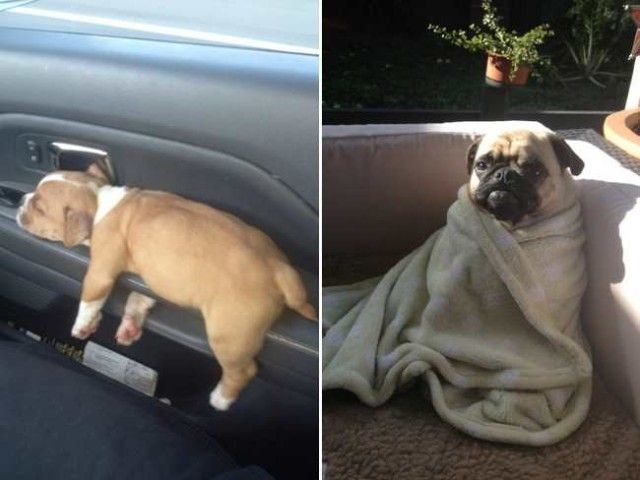 ruff_day-14_e