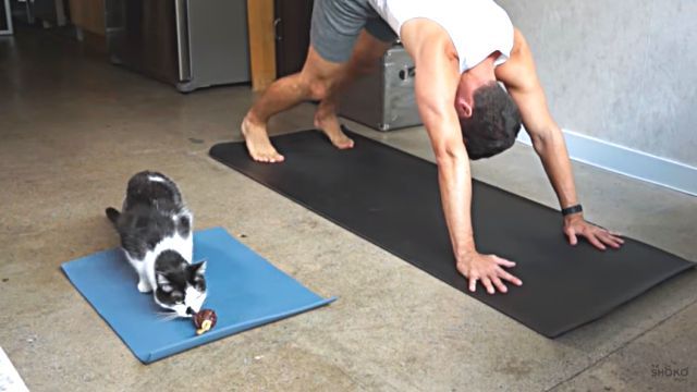 catyoga5