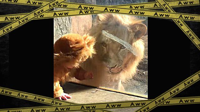 lionbaby0-frame