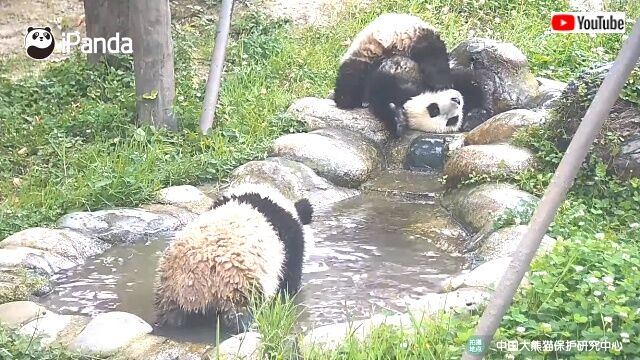 pandajealous5_640