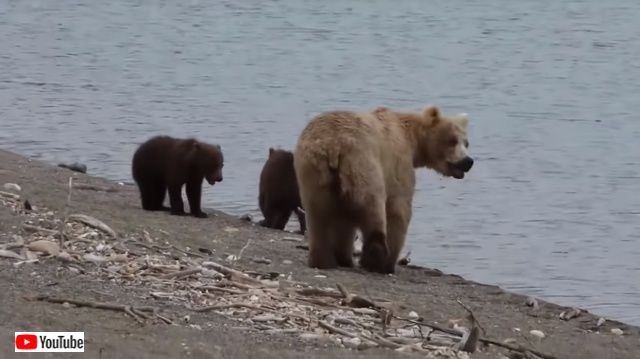 bearncubs4_640