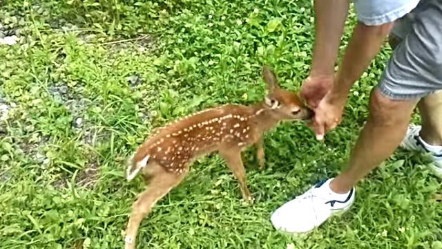 babydeer4