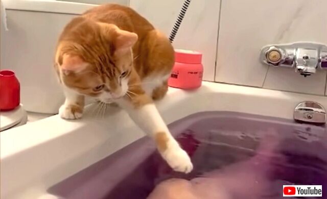 loveofcat7_640
