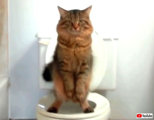 potty2_640