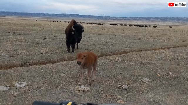 bison4_640
