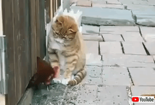 子猫がニワトリをモグラたたき感覚で観察中 月曜の朝にピッタリな可愛い映像をお楽しみください マランダー 子猫がニワトリをモグラたたき感覚で観察中 月曜の朝にピッタリな可愛い映像をお楽しみください マランダー