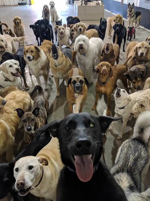 dogselfie-1 (1)