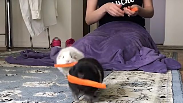 GuineaPigs3