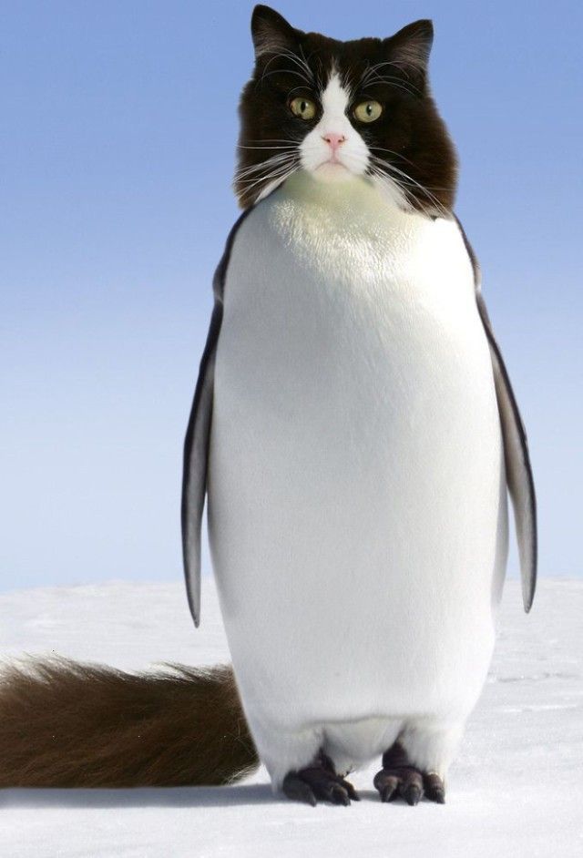 penguin5_e