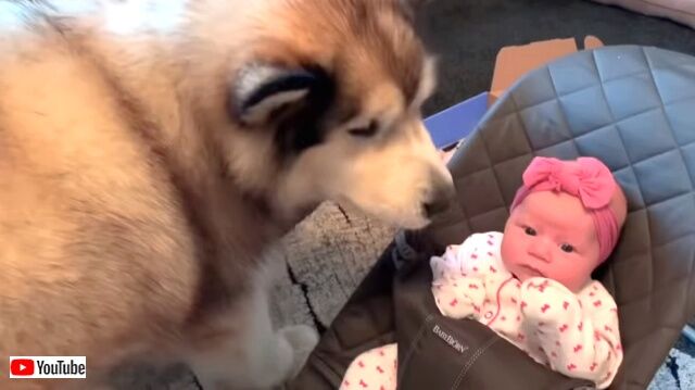 malamutekissesbaby1_640