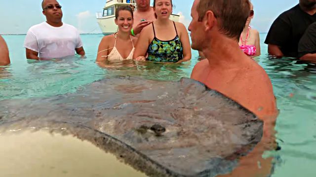 stingray4