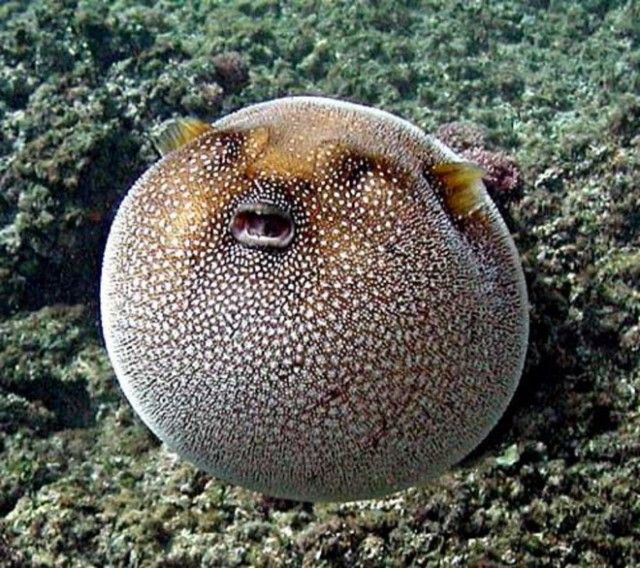 round-animals9_e