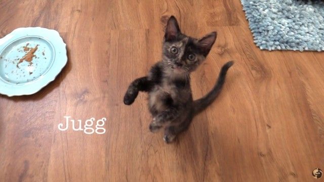 2newkittens2_e