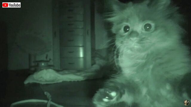猫下僕クリスさんの家に、また新しい家族が増えたよ！家の中を探検する真夜中の子猫たちの可愛いこと