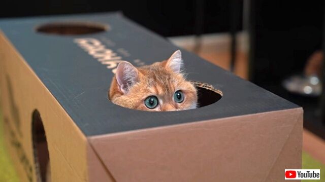 boxnhosico0_640