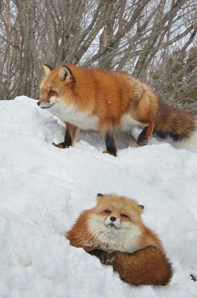 animalfacts13_e