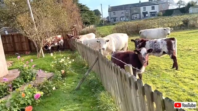 cowsbroke1_640