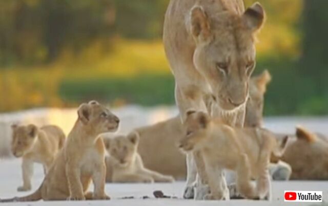 そっちに行ったら危ないわよ！ライオンのママン、6匹の子ライオンのお世話に大忙し