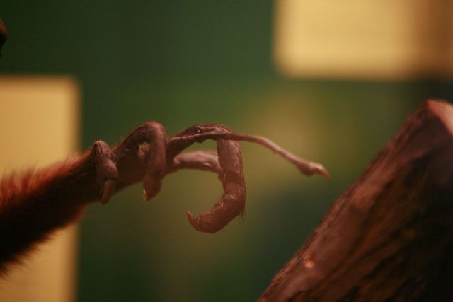 1280px-Daubentonia_madagascariensis_mg_0199