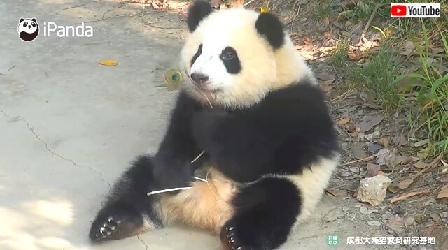 pandanpeacock5_640