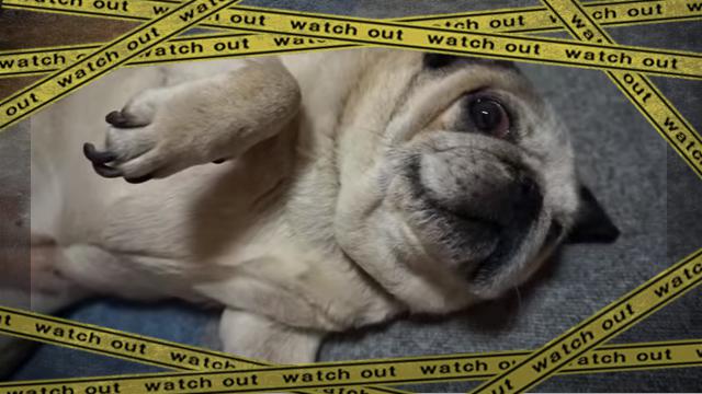 pug1 [www-frame