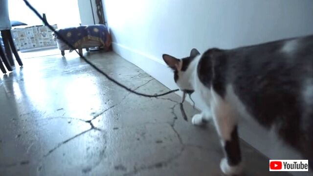 howtowalkurhuman4_640