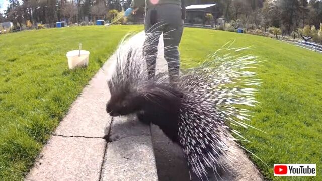 porcupine3_640