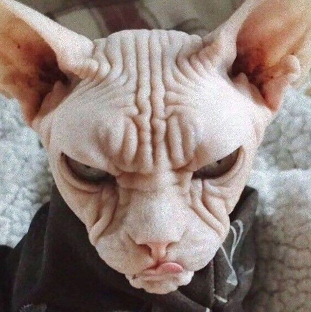 grumpy_animals_23_e